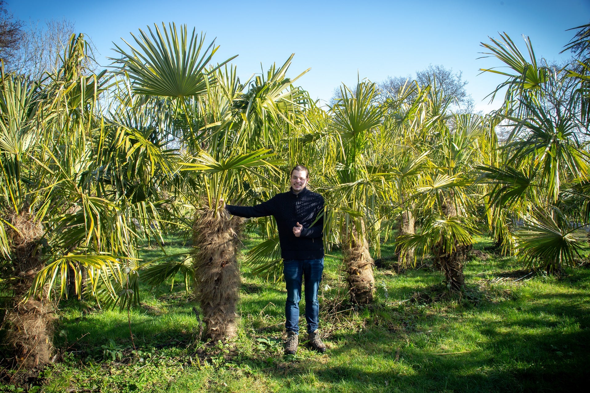 Trachycarpus fortunei 'Royal' - Königliche Fächerpalme