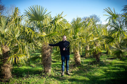 Trachycarpus fortunei 'Royal' - Königliche Fächerpalme