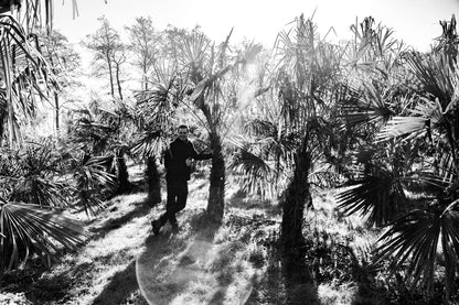 Trachycarpus fortunei 'Royal' - Königliche Fächerpalme
