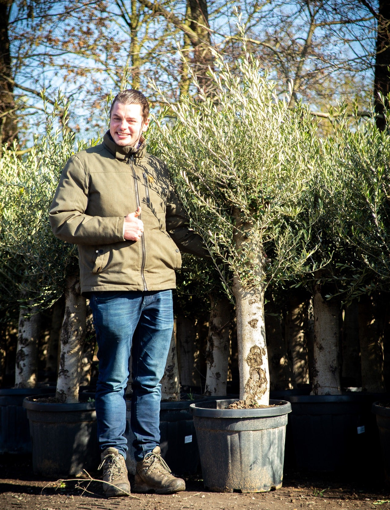 Olea europaea - Olive tree