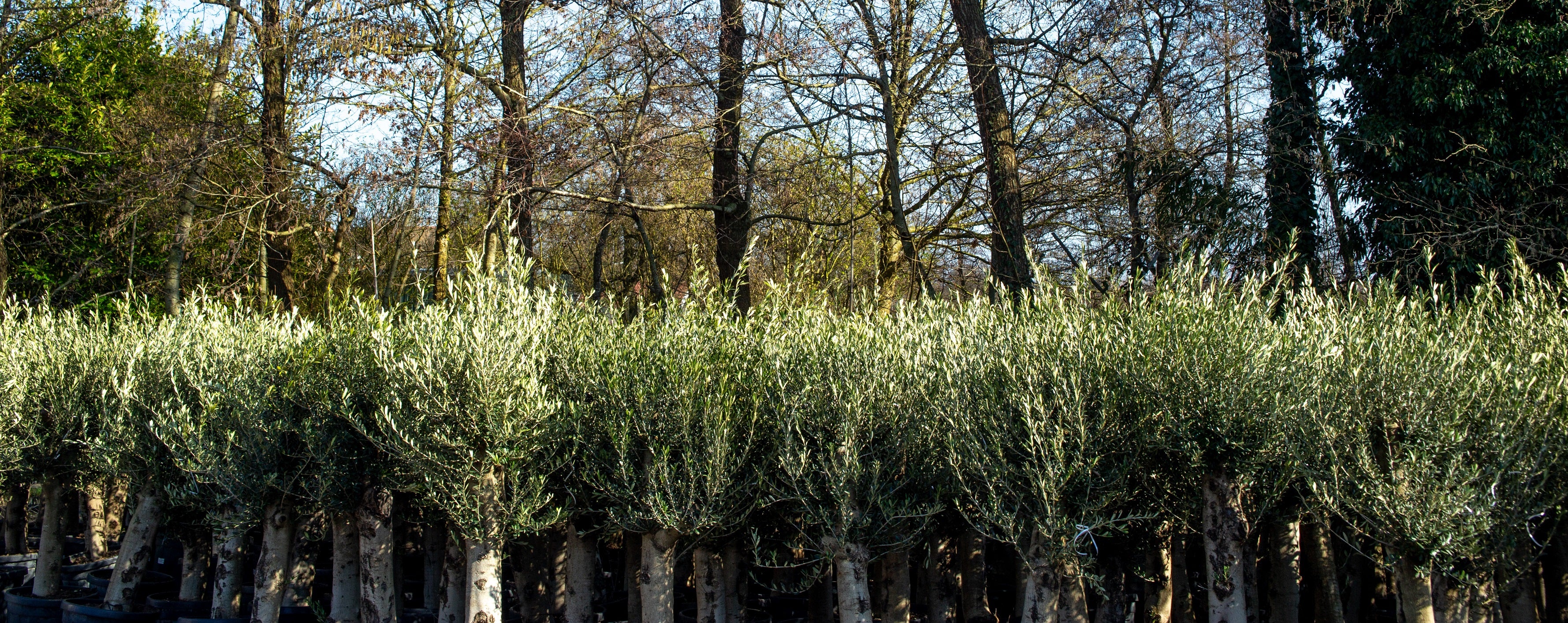 Olea europaea - Olive tree