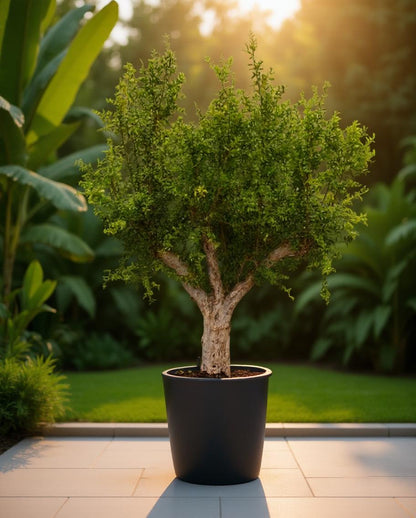 Punica granatum - Pomegranate