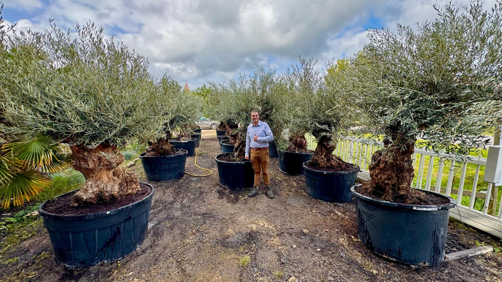 Olea europaea - Olive tree