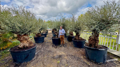 Olea europaea - Olive tree