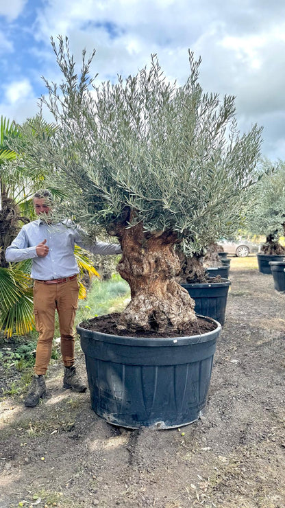 Olea europaea - Olive tree