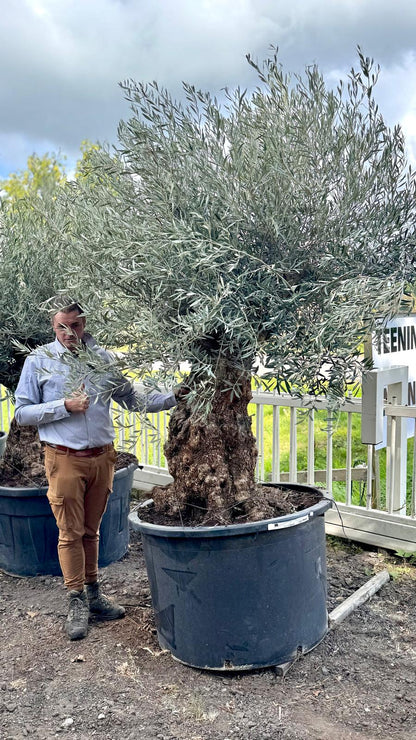 Olea europaea - Olive tree