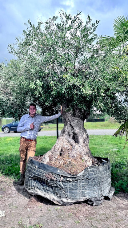 Olea europaea - Olive tree