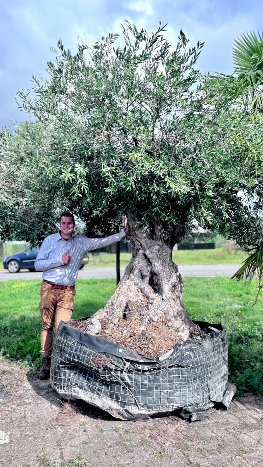 Olea europaea - Olive tree