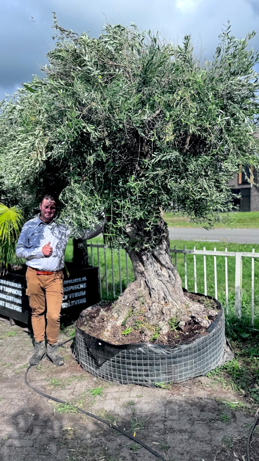 Olea europaea - Olive tree
