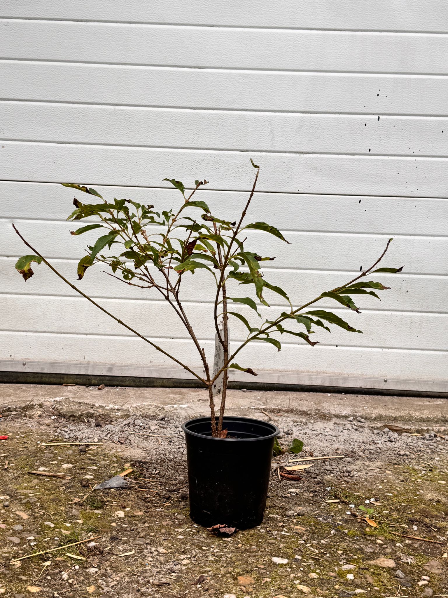 Forsythia - Chinees klokje