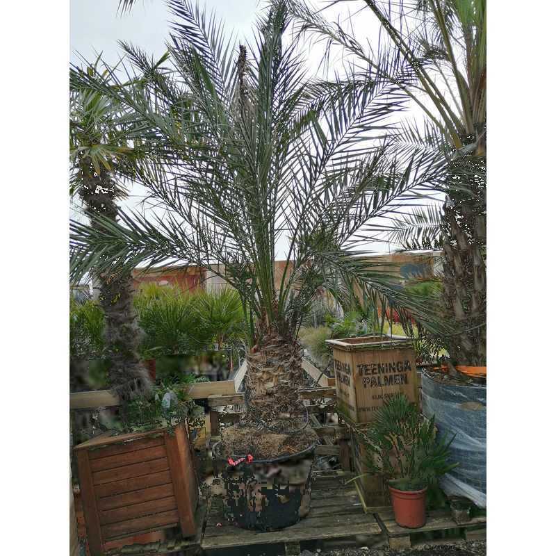 Phoenix dactylifera