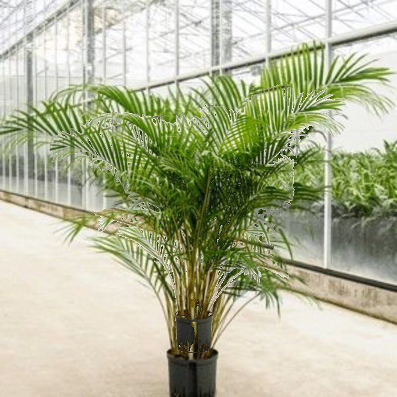 areca palm intratuin Dypsis lutescens - Areca Palm