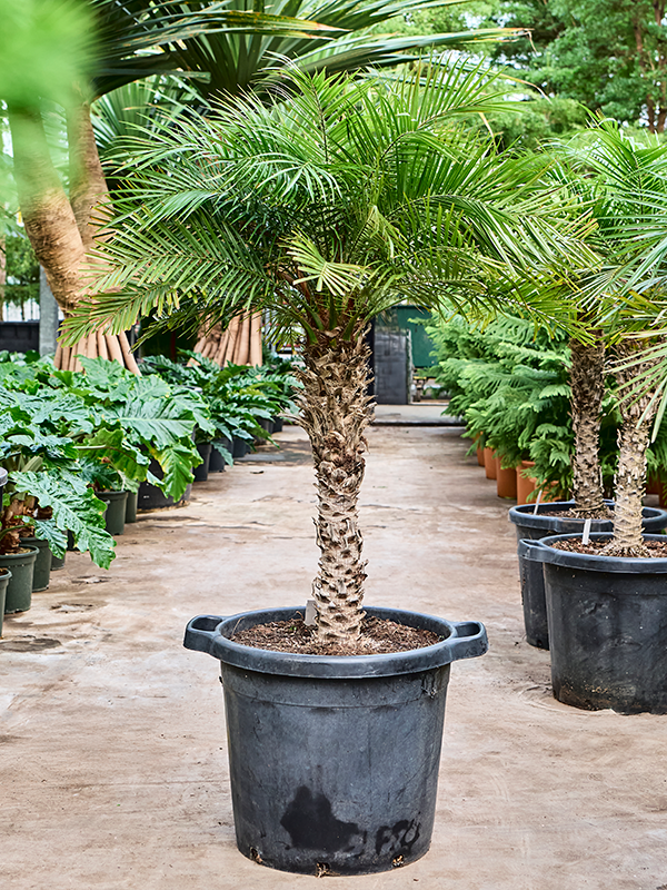 plant phoenix roebelenii palm Phoenix roebelenii