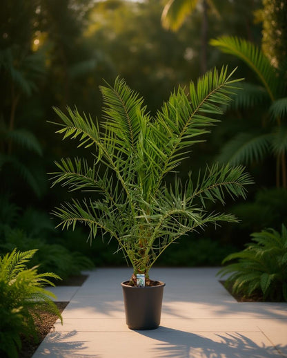 Phoenix canariensis - Canary Island Date Palm