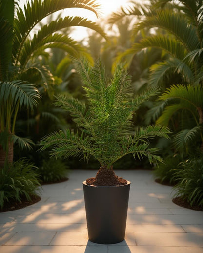 Phoenix canariensis - Canary Island Date Palm
