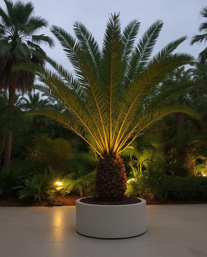 Phoenix canariensis - Canary Island Date Palm