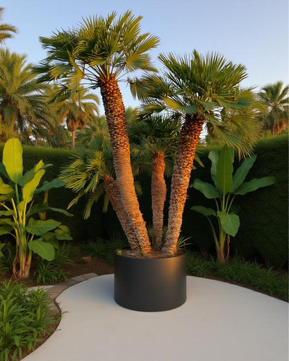 Chamaerops humilis - Europäische Zwergpalme