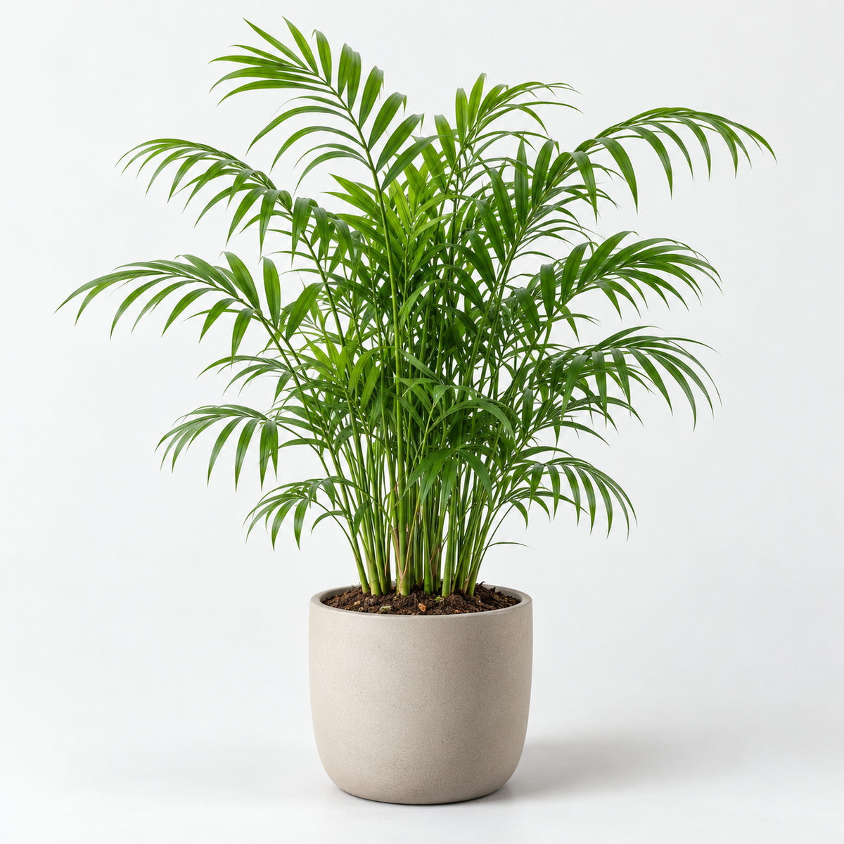 Chamaedorea elegans in lichte pot tegen neutrale achtergrond