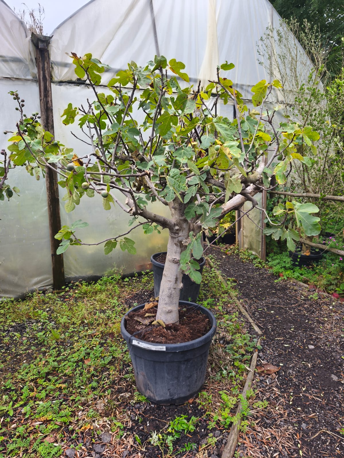 Ficus carica 'Brown Turkey' - Vijgenboom