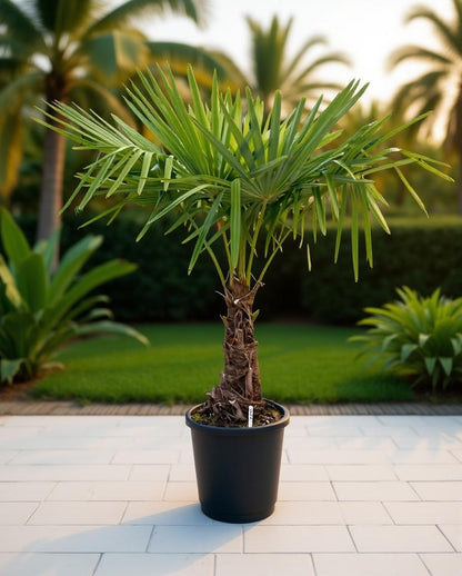 Trachycarpus fortunei - Waaierpalm