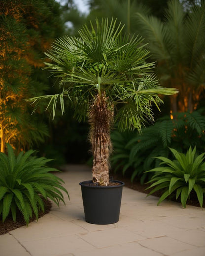 Trachycarpus fortunei - Waaierpalm