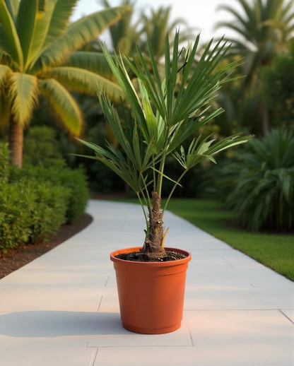 Trachycarpus fortunei - Waaierpalm