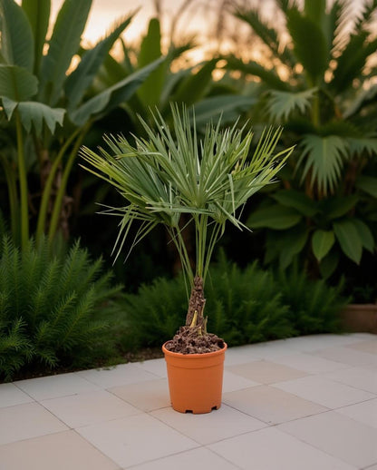 Trachycarpus fortunei - Waaierpalm