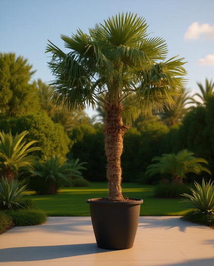 Trachycarpus fortunei - Waaierpalm
