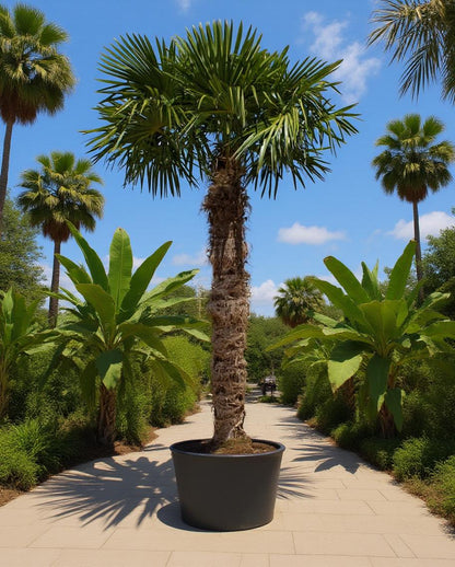 Trachycarpus fortunei - Waaierpalm