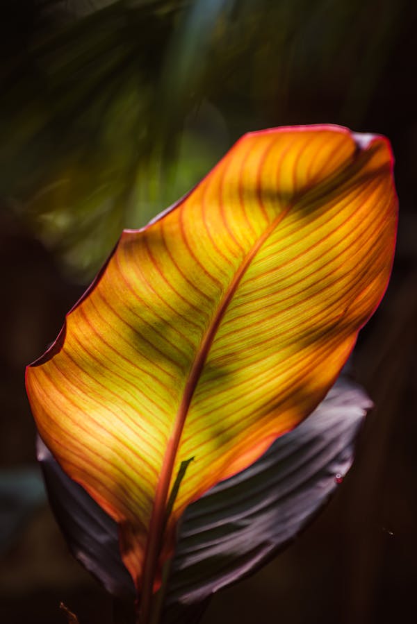 Ensete ventricosum 'Maurelii' 