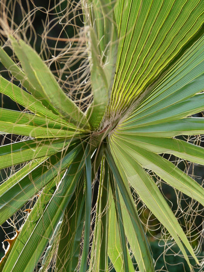 Trachycarpus fortunei - Waaierpalm