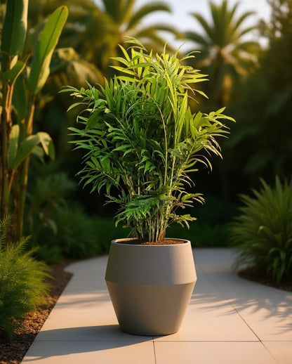 Chamaedorea elegans - Mexikanische Bergpalme