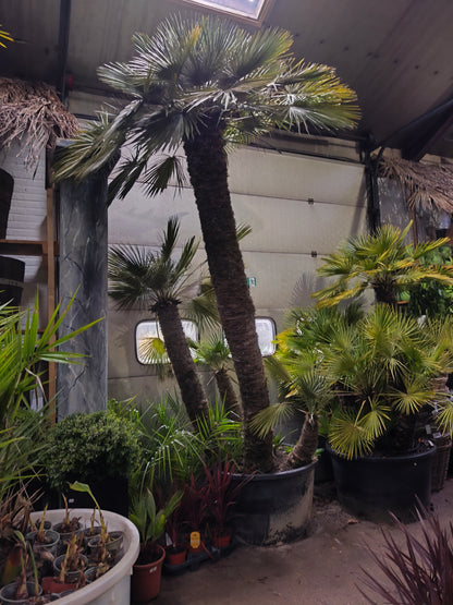 Chamaerops humilis - European Dwarf Palm