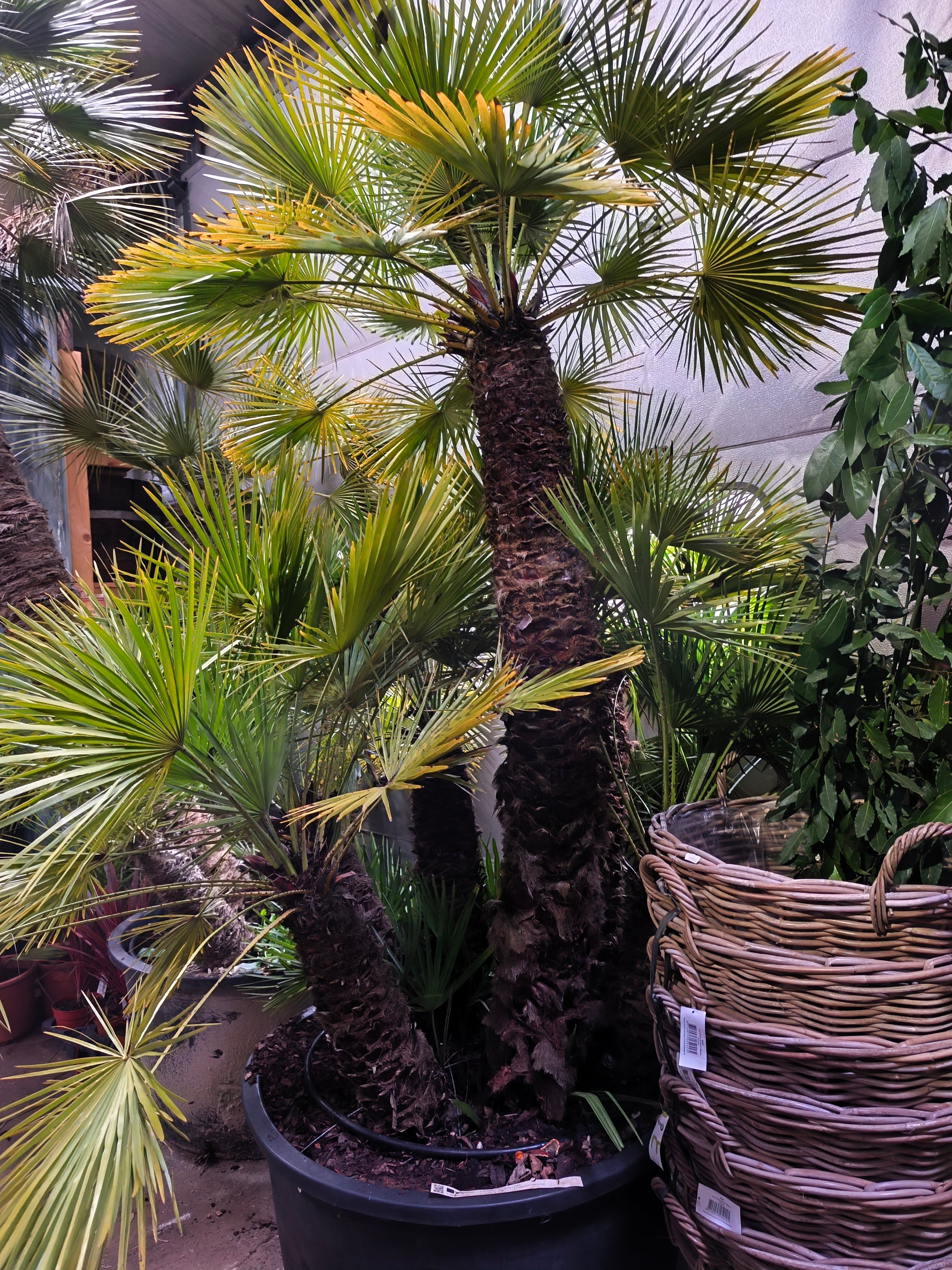 miniature palm plant Chamaerops humilis