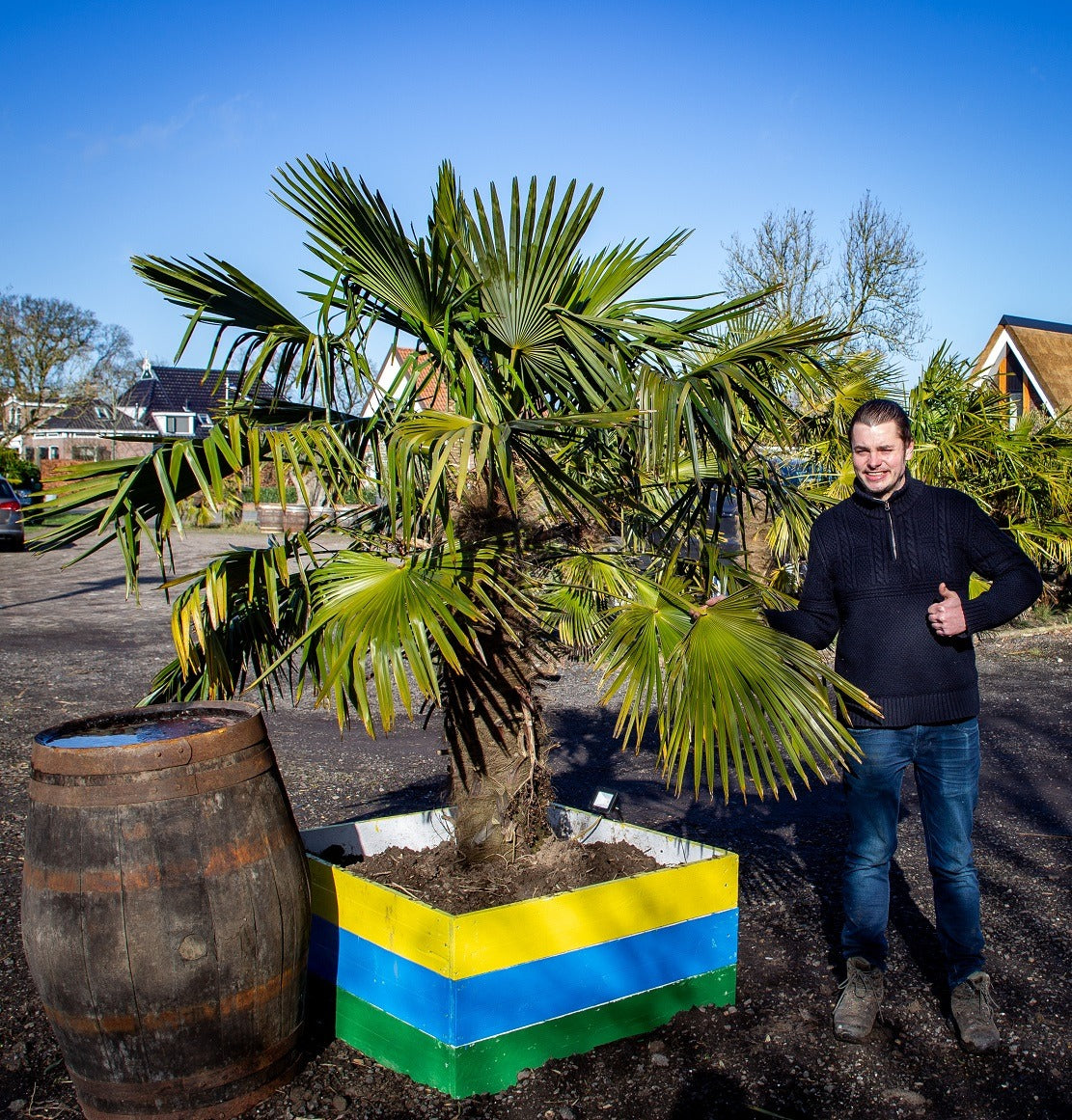 Trachycarpus fortunei - Fächerpalme