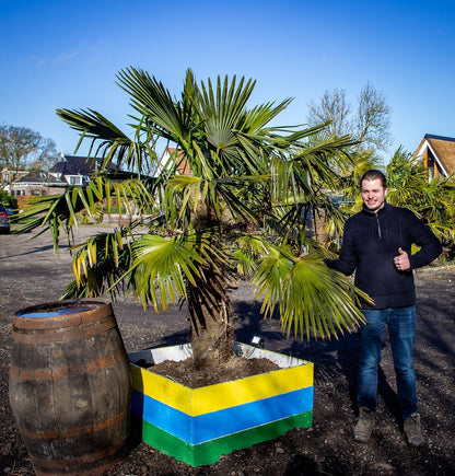 Trachycarpus fortunei - Fächerpalme