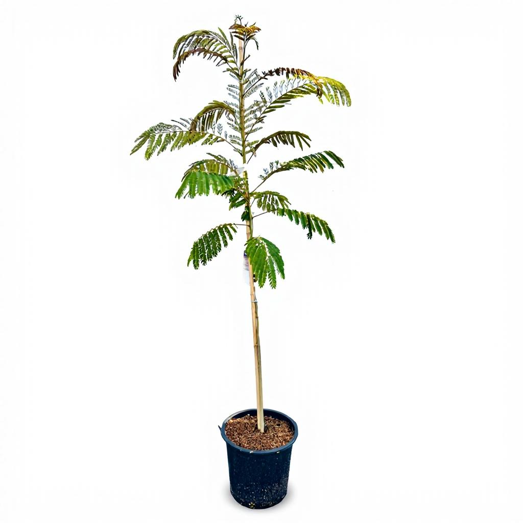 Albizia julibrissin - Persian Silk Tree