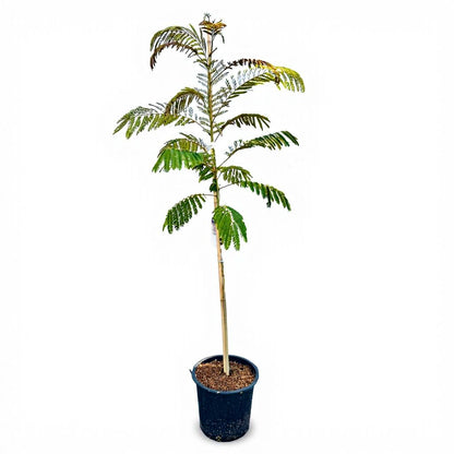 Albizia julibrissin - Persian Silk Tree
