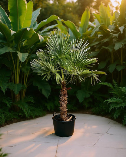 Trachycarpus fortunei - Fan palm